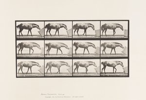 Talíř 657. Válcování krabice; Pony, Lotto od Eadweard Muybridge