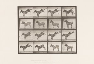 Talíř 658. Mezek; A, kopání; B, kopání Ruth od Eadweard Muybridge