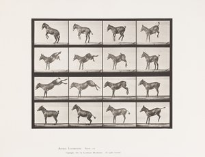 Deska 659. Mule; A, B, Bucking a kopání; Ruth od Eadweard Muybridge
