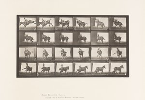 Deska 661. Mezek; A, B, A Žáruvzdorné zvíře Ruth od Eadweard Muybridge