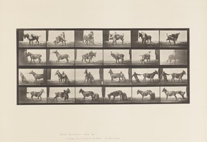 Talíř 662. Mezek; A, B, A Žáruvzdorné zvíře Denver od Eadweard Muybridge