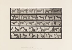 Deska 664. Mule; Různá představení; u stolu atd. od Eadweard Muybridge