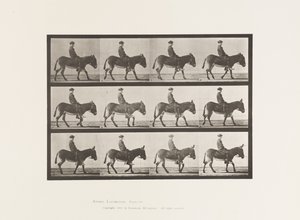 Talíř 665. Zadek; Chůze; Bez sedla; Chlapec na koni, Jennie od Eadweard Muybridge