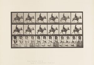 Talíř 667. Zadek; Chůze; Sedlo; Chlapec na koni, Zoo od Eadweard Muybridge