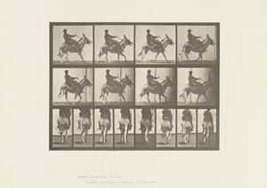 Talíř 668. Zadek; Ambling; Sedlo; Chlapec na koni, Zoo od Eadweard Muybridge
