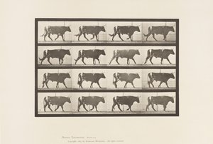 Talíř 669. Vůl; Chůze od Eadweard Muybridge