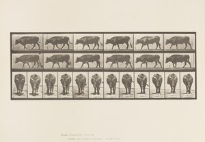 Talíř 670. Vůl; Chůze od Eadweard Muybridge