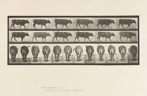 Talíř 671. Vůl; Chůze od Eadweard Muybridge