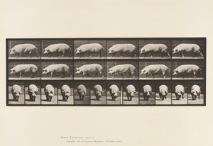 Talíř 673. Prasnice; Chůze od Eadweard Muybridge