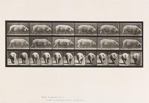 Talíř 674. Prasnice; Chůze od Eadweard Muybridge