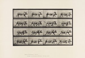 Talíř 675. Prasnice; Klusání od Eadweard Muybridge