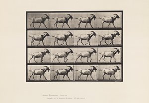 Talíř 676. Koza; Chůze od Eadweard Muybridge
