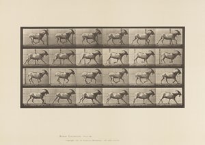 Talíř 679. Koza; Cval od Eadweard Muybridge