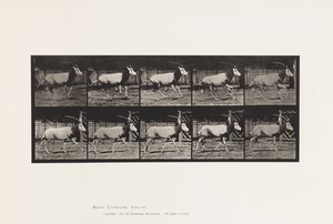 Talíř 680. Orex; Cval od Eadweard Muybridge