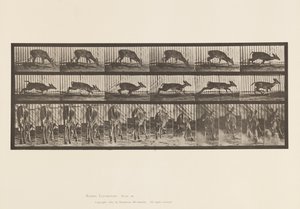 Talíř 681. Virginia Deer; (Žádné parohy) Buck Walking od Eadweard Muybridge