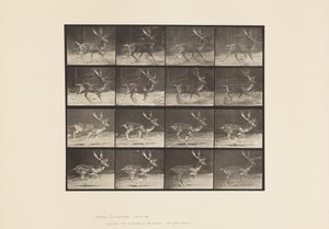 Talíř 682. Úhor; Dolar; A, klusání; B, Cval od Eadweard Muybridge
