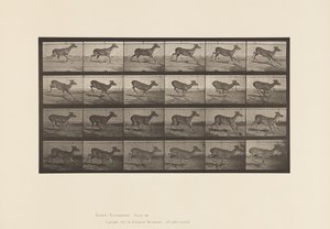 Talíř 683. Virginia Deer; (Žádné parohy); Dolar; Cval od Eadweard Muybridge