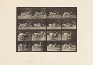 Talíř 684. Daněk; A, Buck and Doe; B, dvě dělá; Klusání od Eadweard Muybridge