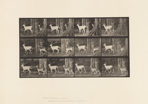 Talíř 685. Daněk; Buck and Doe; Klusání od Eadweard Muybridge