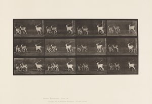 Talíř 687. Daněk; Buck a skupina dělá; Cval od Eadweard Muybridge