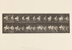 Talíř 688. Daněk; Buck a skupina dělá; Cval od Eadweard Muybridge