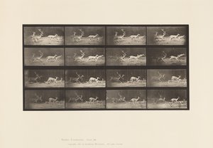 Talíř 689. Daněk; A, B, Buck a skupina dělá; Cval od Eadweard Muybridge