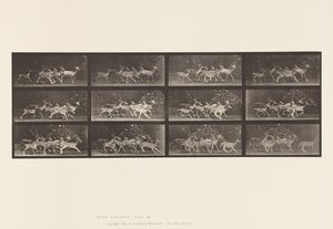 Talíř 690. Daněk; Buck a skupina dělá; Různé Pohyby od Eadweard Muybridge