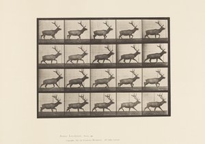 Talíř 692. Elk, Klus od Eadweard Muybridge