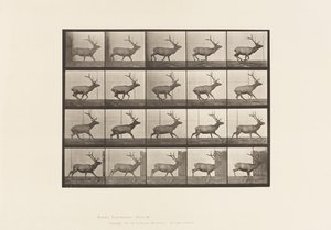 Talíř 693. Elk, Cval od Eadweard Muybridge
