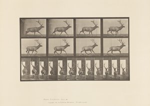 Talíř 694. Elk, Cval od Eadweard Muybridge