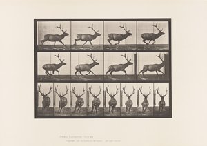 Talíř 695. Elk, Cval od Eadweard Muybridge