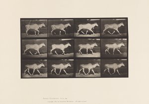 Talíř 696. Eland, Klus od Eadweard Muybridge