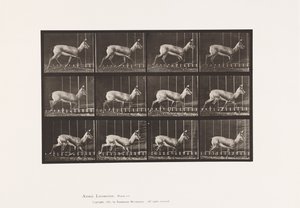 Talíř 697. Antilopa; Klusání od Eadweard Muybridge