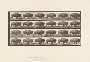 Talíř 699. Buvol; Chůze od Eadweard Muybridge