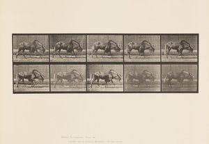 Talíř 701. Gnu; Chůze od Eadweard Muybridge