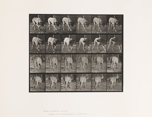 Talíř 703. Pes; Chůze; Přerušený Mastiff-Dread od Eadweard Muybridge