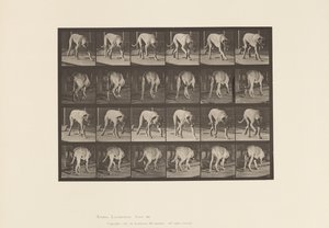 Talíř 704. Pes; Chůze; Doga od Eadweard Muybridge