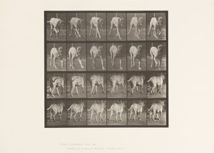 Talíř 705. Pes; Klusání; Doga od Eadweard Muybridge