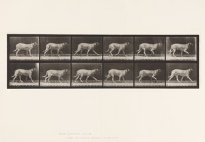 Talíř 706. Pes; Klusání; Doga od Eadweard Muybridge