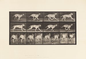 Talíř 707. Pes; Cval; Doga od Eadweard Muybridge