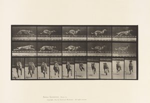 Talíř 708. Pes; Cval; Hnědý dostihový chrt od Eadweard Muybridge