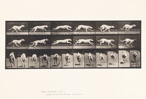 Talíř 709. Pes; Cval; Bílý závodní honič Maggie od Eadweard Muybridge