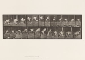 Talíř 712. Pes; skokanská překážka; Mastiff, Dread od Eadweard Muybridge