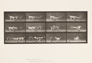 Talíř 715. Psi; Tři, Tahání za ručník, Ike, Maggie atd. od Eadweard Muybridge