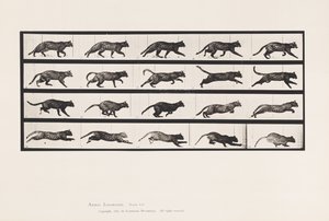Talíř 717. Kočka; Klusání; Změnit na cval od Eadweard Muybridge