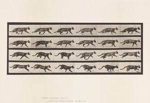 Talíř 718. Kočka; Klusání; Změnit na cval od Eadweard Muybridge