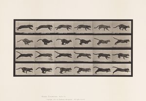 Talíř 720. Kat; Cval od Eadweard Muybridge