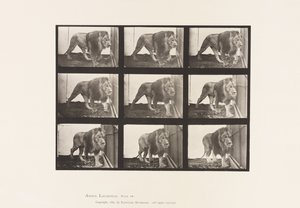 Talíř 721. Lev; Chůze od Eadweard Muybridge