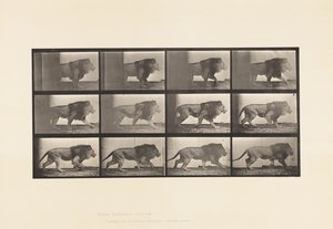 Talíř 722. Lev; Chůze od Eadweard Muybridge