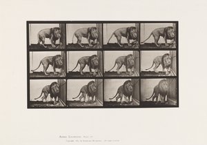 Talíř 723. Lev; Chůze, otáčení se od Eadweard Muybridge